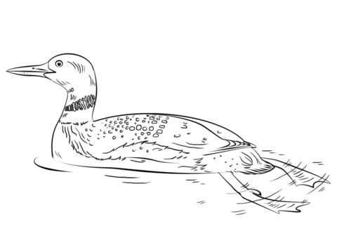 Common Loon Coloring Page